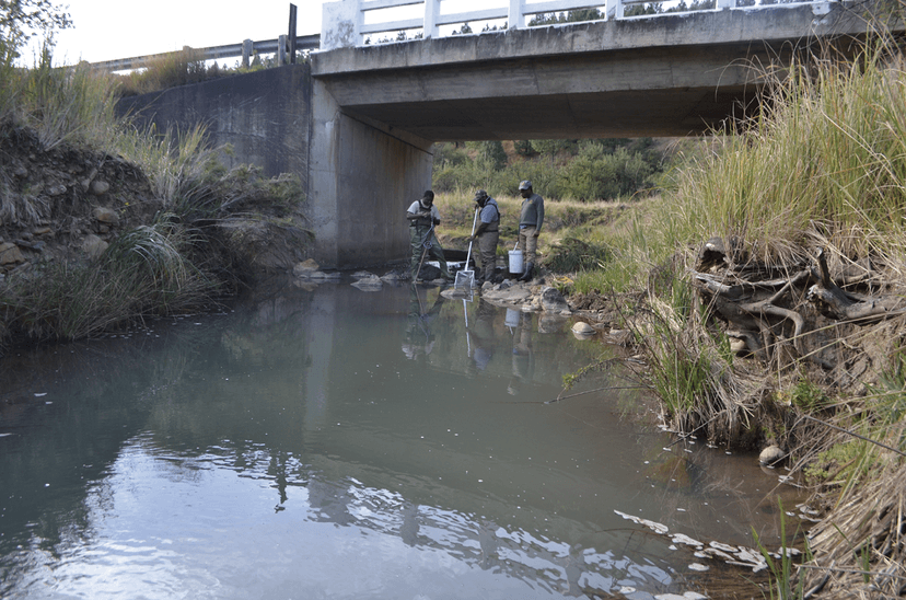 Scientists Discover New Fish Species in South Africa While Searching for Extinct One