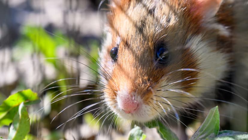 In China: Empörung über lebende Hamster im Greifautomaten