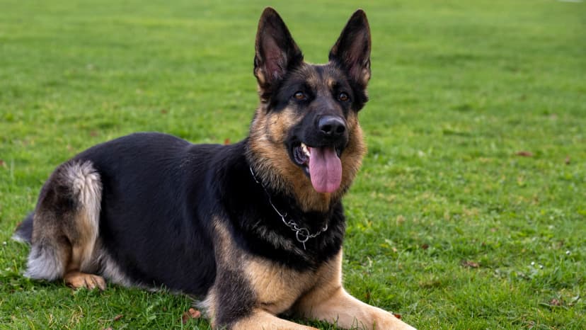 Business-Ticker: Fluggesellschaft erlaubt 30-Kilo-Hunde an Bord