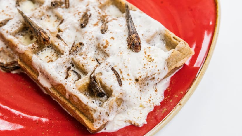 German Cafe Serves Insect-Based Dishes