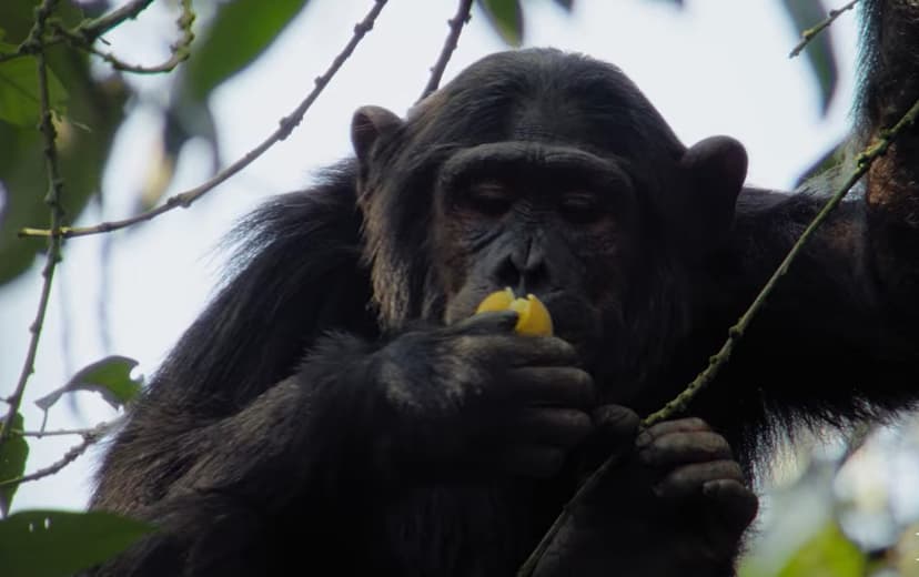 Chimpanzees Observed Eating Alcohol-Containing Fruit, Confirming 'Drunk Monkey' Theory