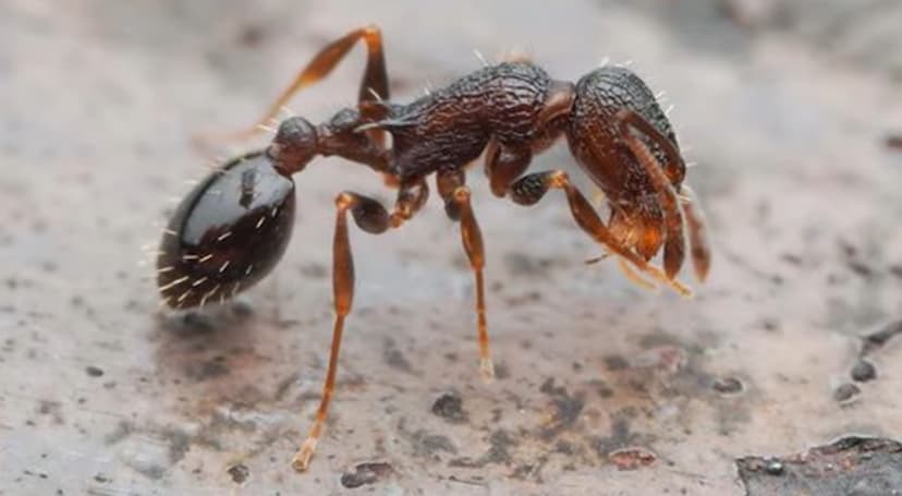 Scientists Discover Rare Ant Species Where All Individuals Are Queens