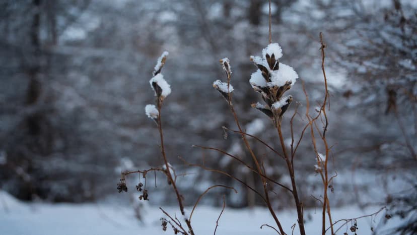 Snow Expected in Reykjavik Capital Area Today