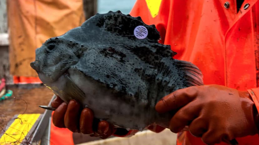 Icelandic Minister Defends Lumpfish Quota Bill