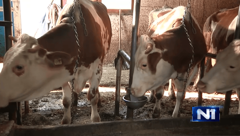 Bosnian Dairy Sector Faces Challenges Amidst Imports and Export Difficulties