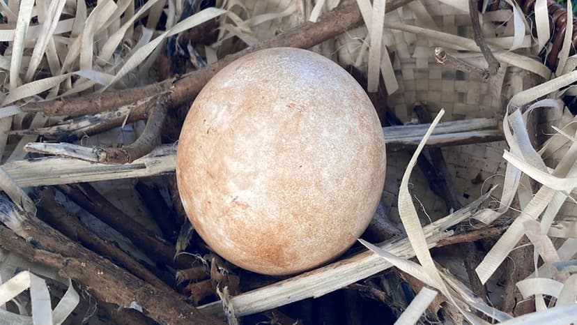 Conservationists Urge Protection of Surigao Forests for Philippine Eagles