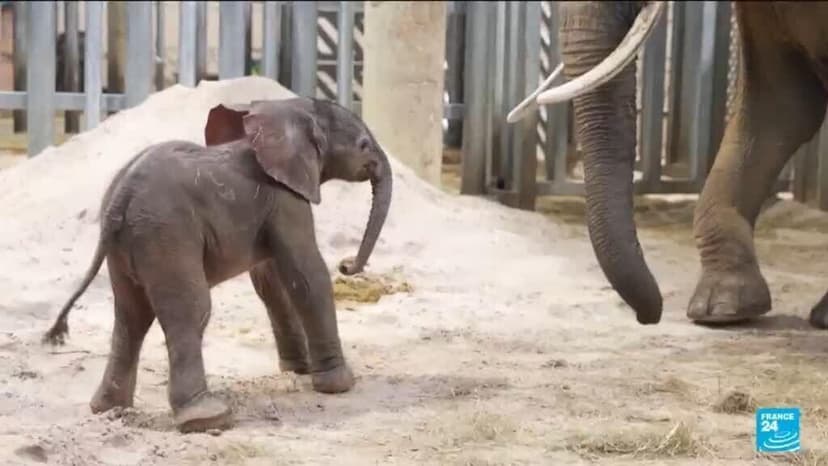 Baby Elephant Born at French Zoo After Delicate Delivery