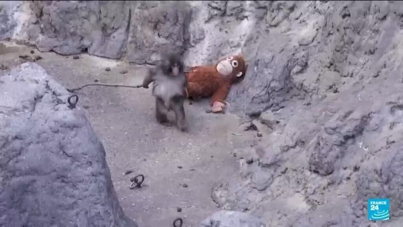 Baby Macaque 'Punch' Becomes Social Media Star at Japanese Zoo