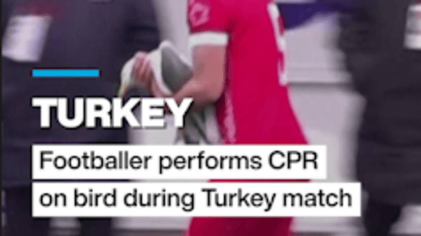 Turkey: CPR performed on seagull during a Turkish football match