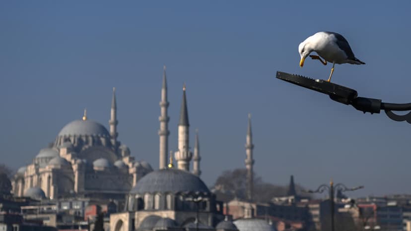 Turkish footballer revives stunned seagull with CPR during match