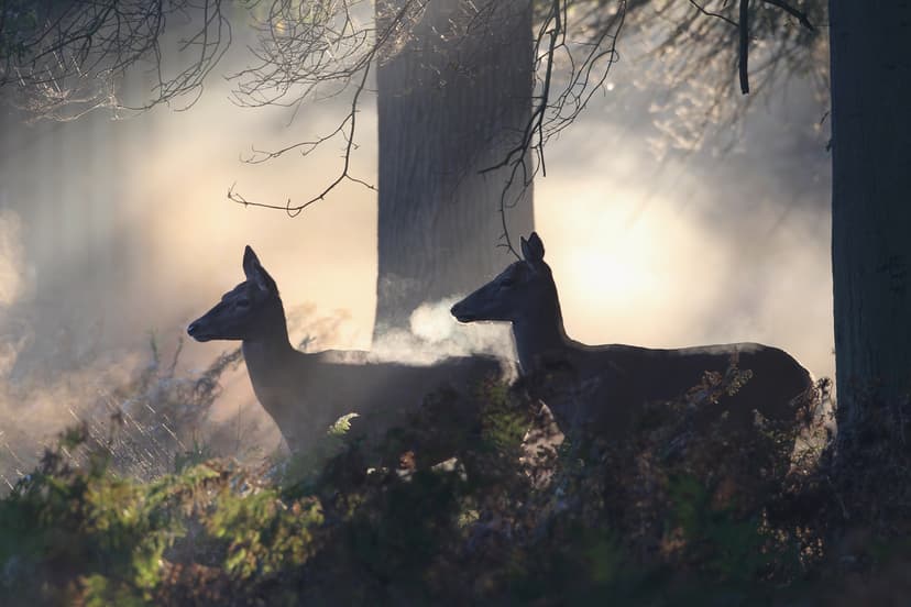 Deer Use Ultraviolet Signals to Communicate in Forests