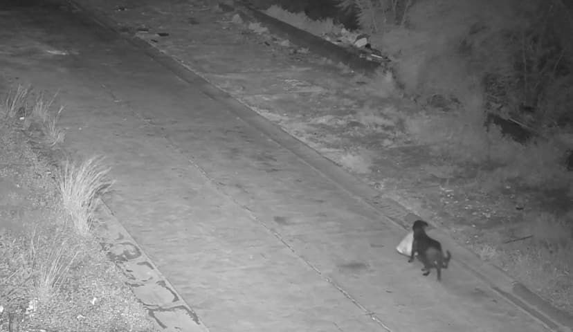 Italian Man Trains Dog to Illegally Dump Trash to Avoid Fines