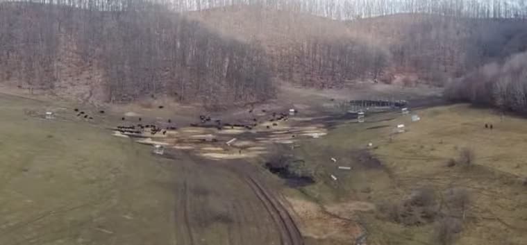 Hundreds of Dead Animals Found at Romanian Farm, Live Animals Neglected