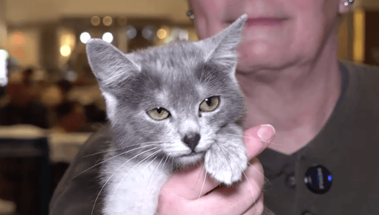 Transylvanian Cat Recognized as First International Romanian Breed