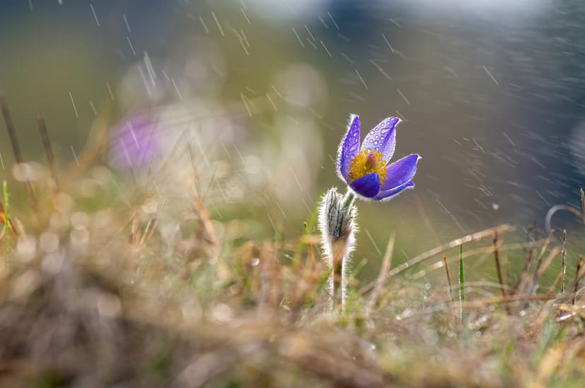 The head of ANM does not rule out episodes of "winter weather" in March. "A transitional month and, exceptionally, capricious"