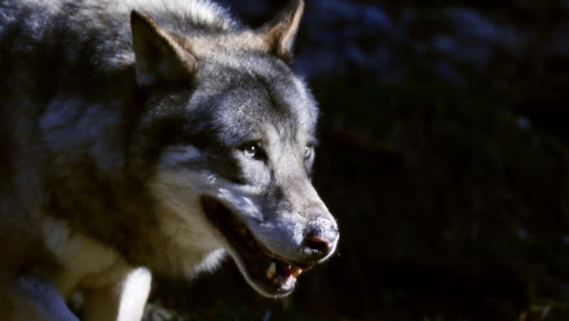 Growing Wolf Population Prompts France to Reconsider Livestock Protection Laws