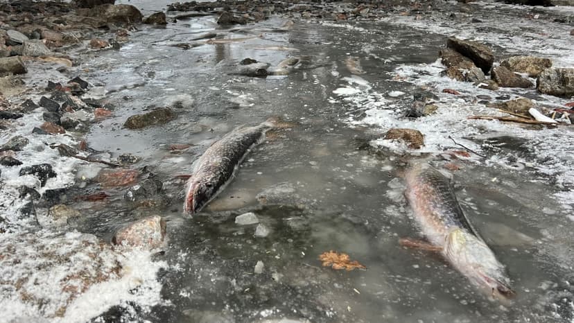 Swedish News Round-up: Terror Suspect, Policy Debates, and Olympic Medal