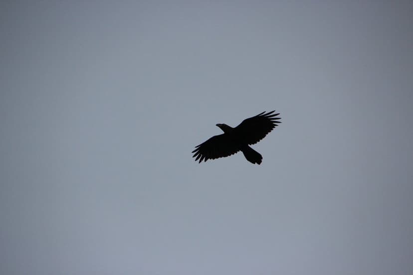 Ravens' Intelligence and Cooperative Behavior with Predators