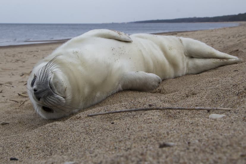 First Seal Pup of the Year Spotted in Ventspils, Latvia