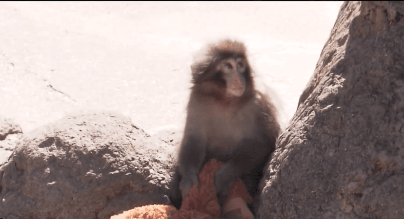 Human-raised monkey struggles to integrate into wild group at Japanese zoo