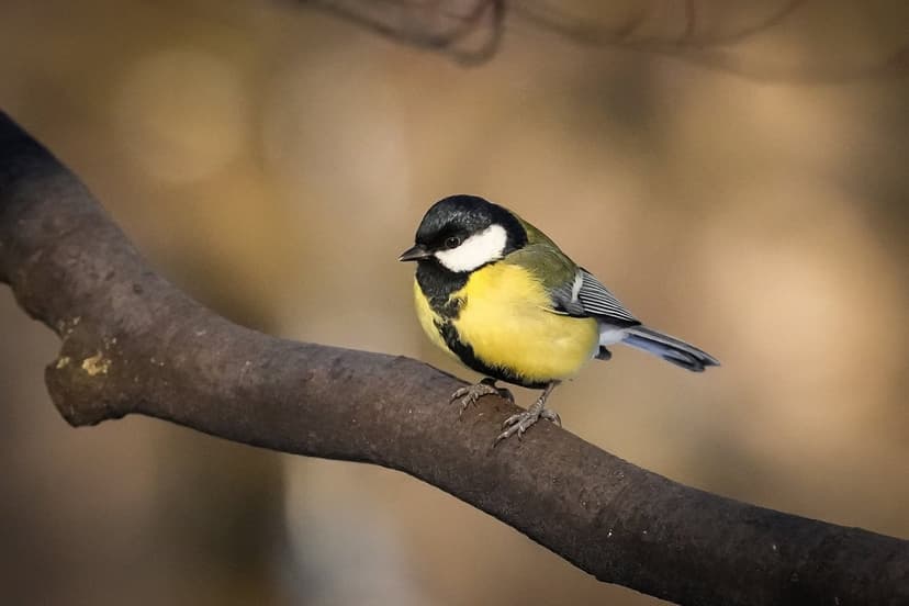 Latvia Breaks Ten Heat Records at End of February and Early March