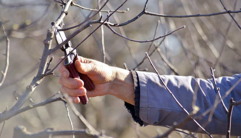 March Gardening Tips: Pruning Apple Trees