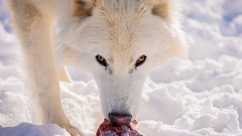 Colossal Biosciences Dire Wolves Fully Grown and Hunting