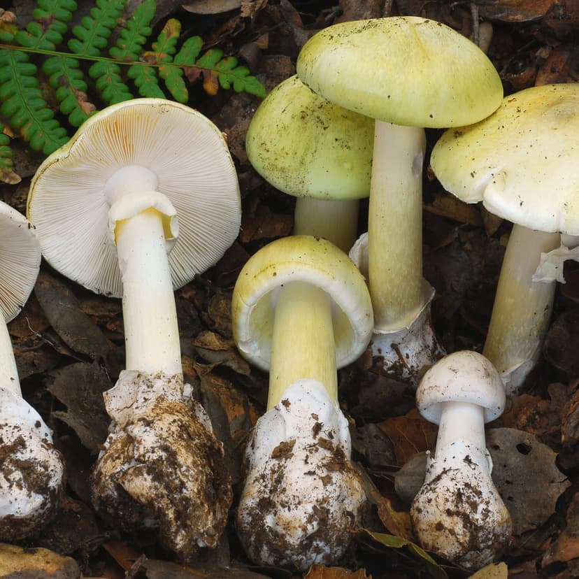 Four Dead in California Mushroom Poisoning Outbreak