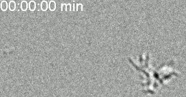 Scientists Discover Transitional Organisms Bridging Simple Cells to Complex Life