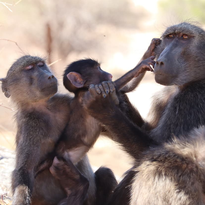 Baboon Sibling Rivalry Suggests Monkeys Experience Jealousy