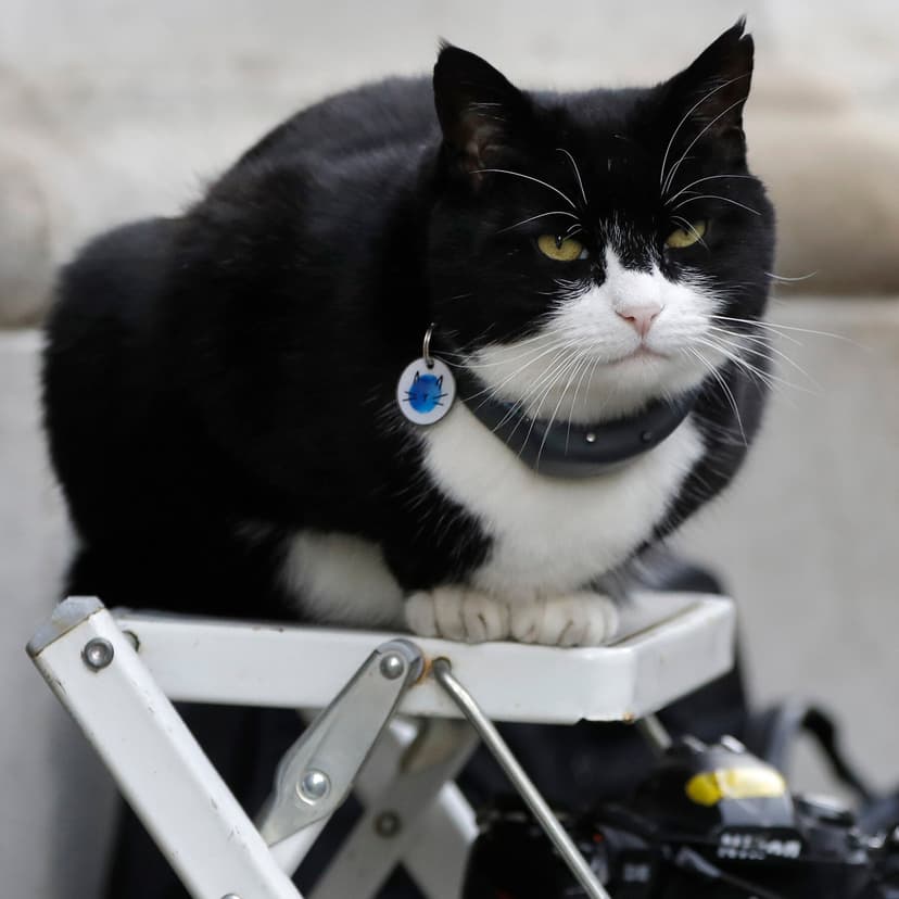 Palmerston, Former UK Foreign Office 'Chief Mouser,' Dies