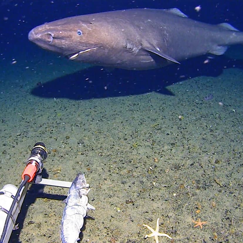 Rare Sleeper Shark Filmed in Antarctic Waters