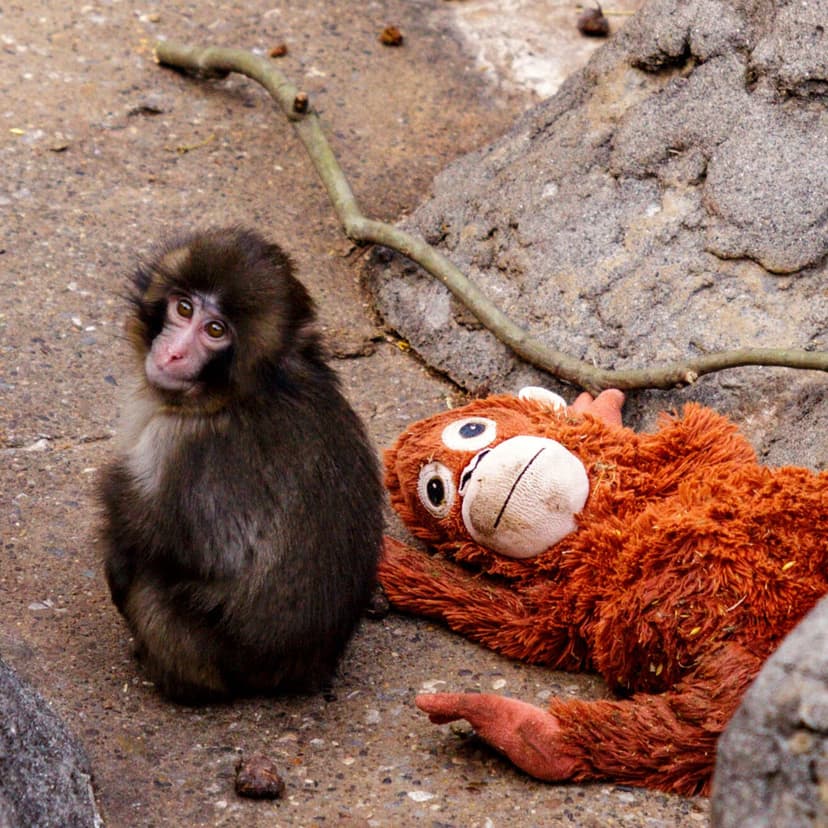 Baby Monkey's Social Struggles at Tokyo Zoo Captivate Global Audience