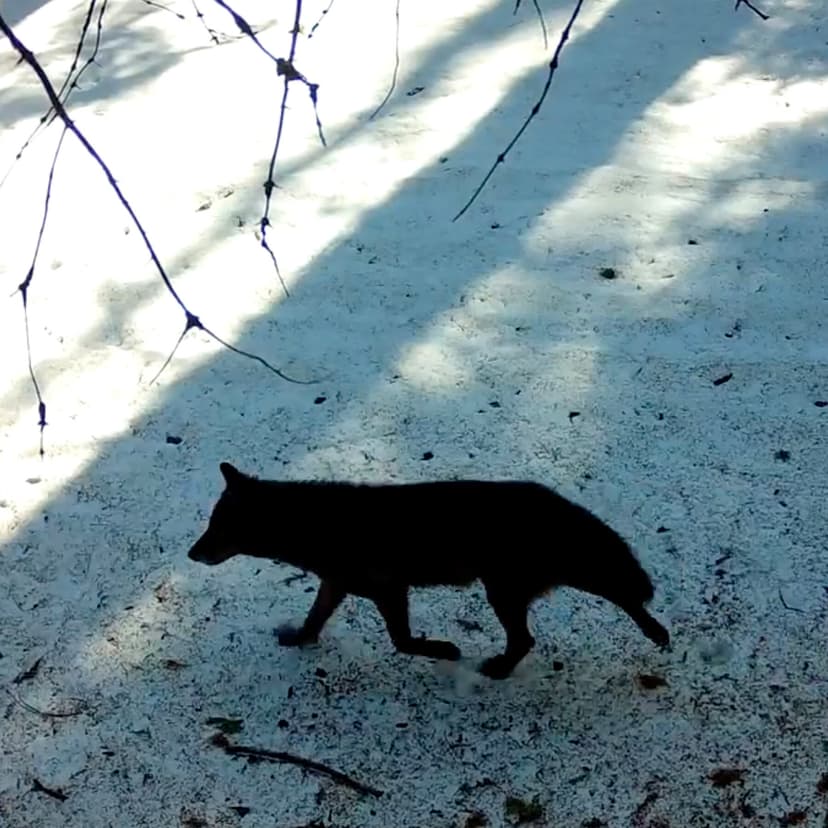 California Works to Protect Wildlife Amid Human Expansion