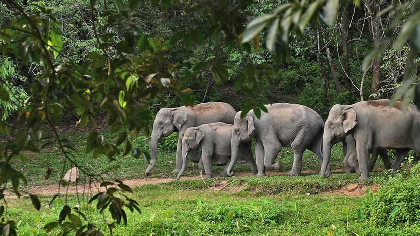 Humane touch, not mere court orders, may help mitigate human-wildlife conflict: Supreme Court
