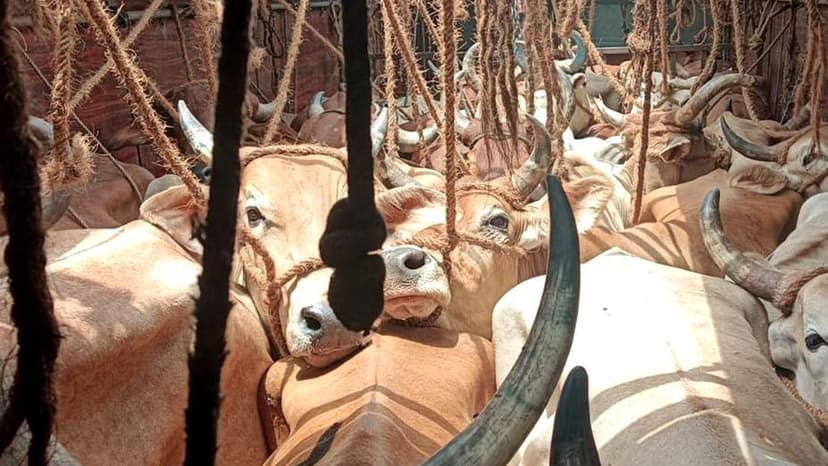 Gujarat Registers 629 Cow Smuggling Cases in Two Years