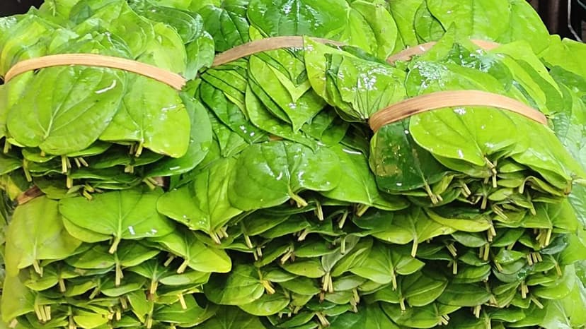 Mann ki Baat: PM Modi refers to export market beckoning Nanjangud Rasabale, Mysuru betel leaves and Indi lime