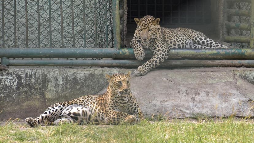 Maharashtra to Send 50 Leopards to Reliance Foundation's Vantara Facility in Gujarat