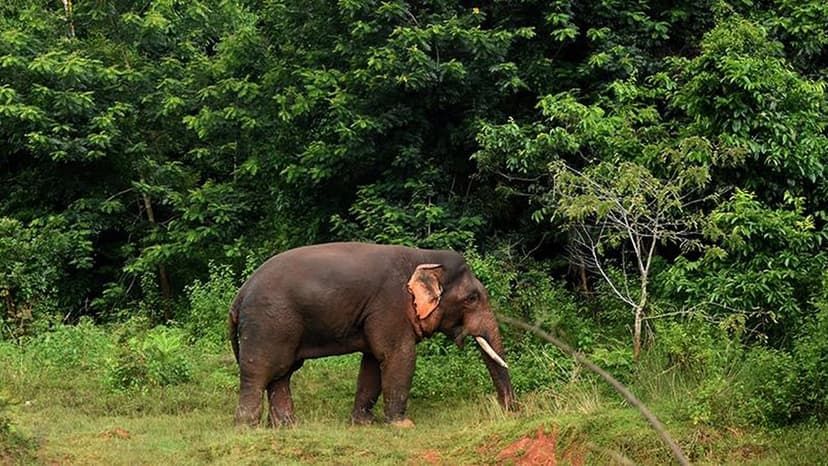 Jharkhand: Wild elephant enters Ranchi, triggering panic among locals
