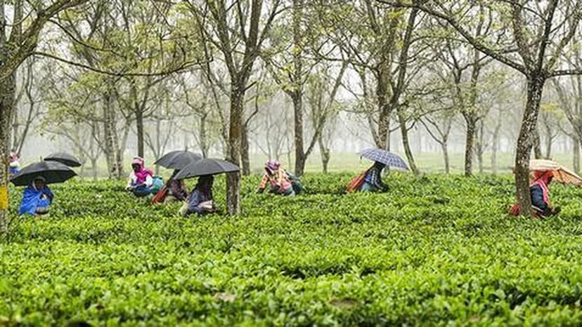 Trinamool cries foul over tea garden workers struck off electoral rolls or kept in adjudication list