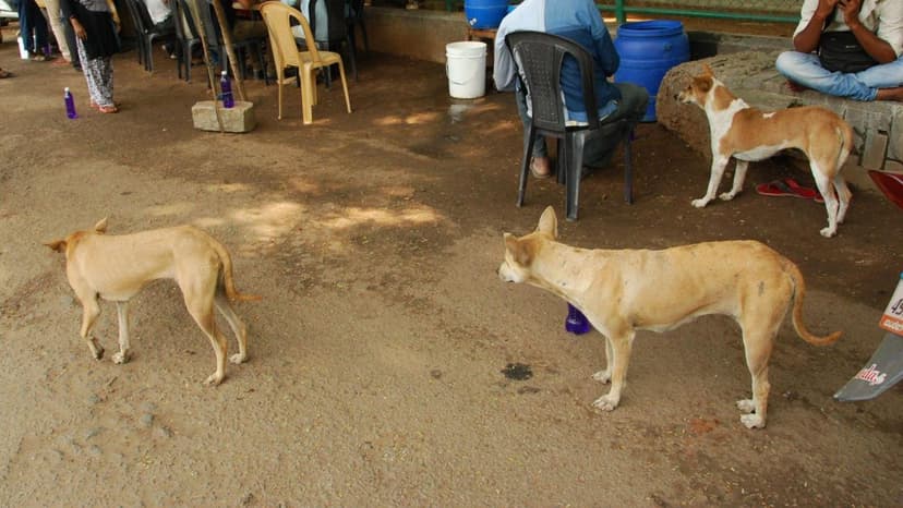 Mandya DC Implements Strategy to Tackle Stray Dog Menace
