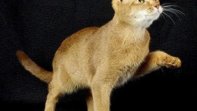 Could insight from cats lead to breast cancer cures?