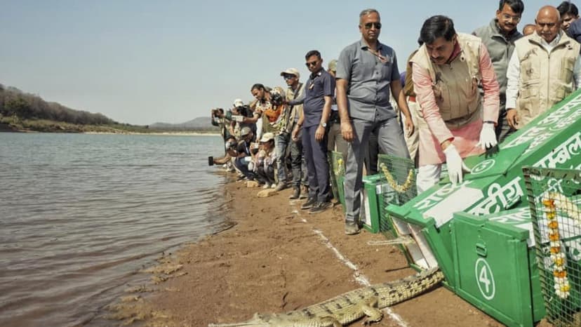 Madhya Pradesh CM Releases Gharials and Turtles at Kuno National Park