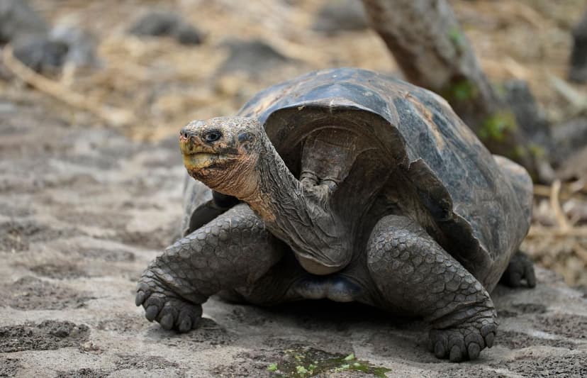 Watch: Giant tortoises return to Ecuador’s Galapagos Islands after extinction