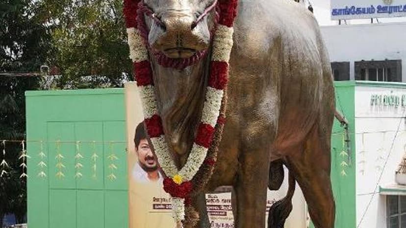 Bronze statue of Kangayam Bull inaugurated in fulfilment of long-felt public demand