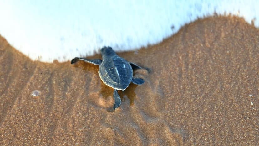 Kerala Community Leads Olive Ridley Turtle Conservation