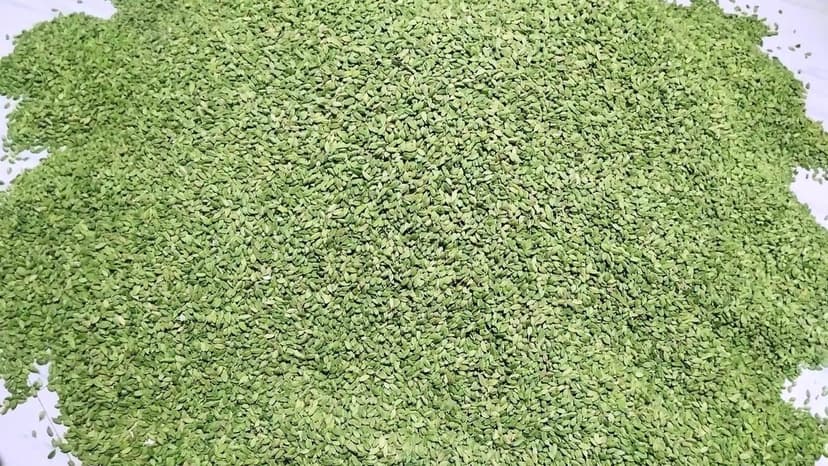 As war in West Asia intensifies, cardamom prices take a hit