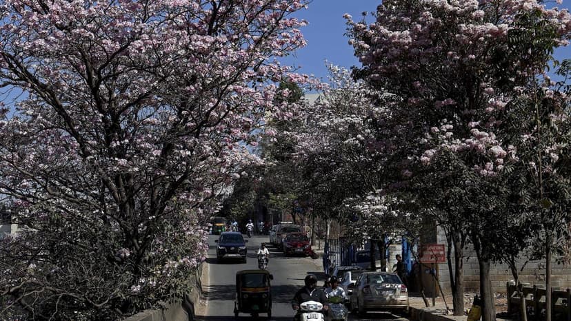 Bengaluru Launches Community-Driven Map for Pink Tabebuia Bloom