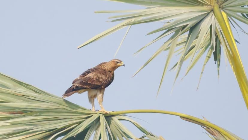 Volunteers document 242 bird species in Hyderabad in three seasons; Telangana State bird numbers vary