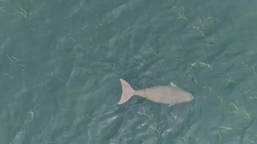 Forest Department Rescues Dugongs from Fishing Gear in Pudukottai